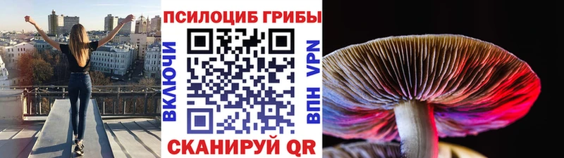 закладка  Камышин  Галлюциногенные грибы Cubensis 